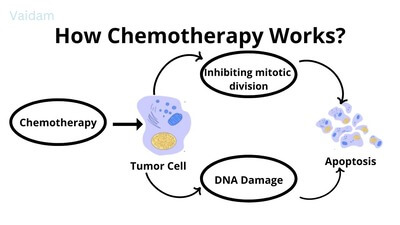 How Chemotherapy Treatment works?
